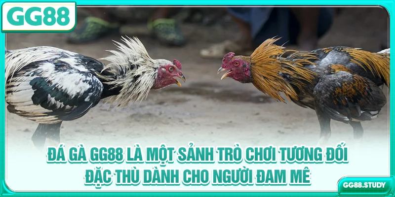 Đá gà GG88 là một sảnh trò chơi tương đối đặc thù dành cho người đam mê