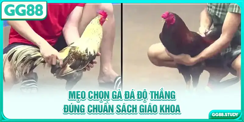 meo-chon-ga-da-do-thang-dung-chuan-sach-giao-khoa
